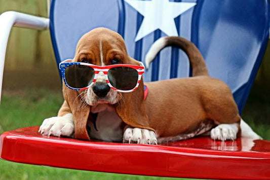 Pet Safety Tips for a Paw-some Fourth of July Celebration!