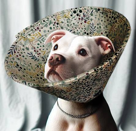 A white pitbull wearing a floral soft cone