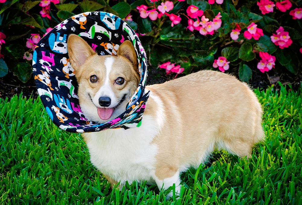 Corgi wearing an elizabethan collar in the grass with pink begonias in the background