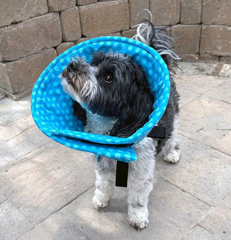 Charlie, a black and white havanese, wearing a polka dot soft cone collar