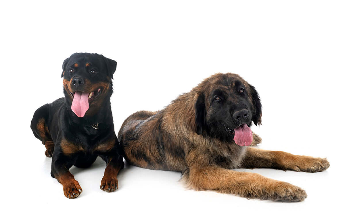 Two large dogs laying down