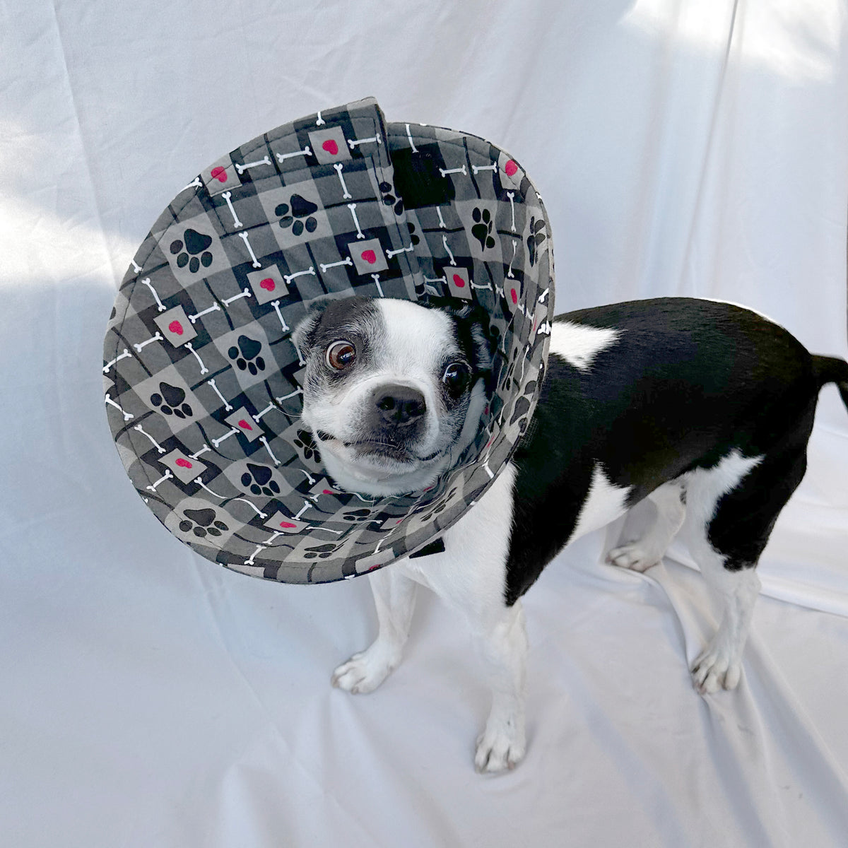 Dog in a lightweight, comfy e-collar alternative for post-surgery care.