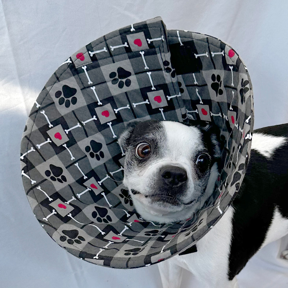 Dog in a soft foam flannel recovery cone in an arglye pattern.