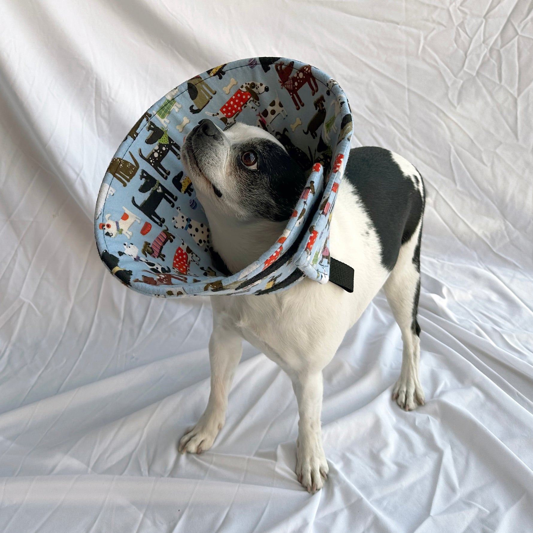 Dog in a soft foam comfy e-collar alternative for post-surgery care.