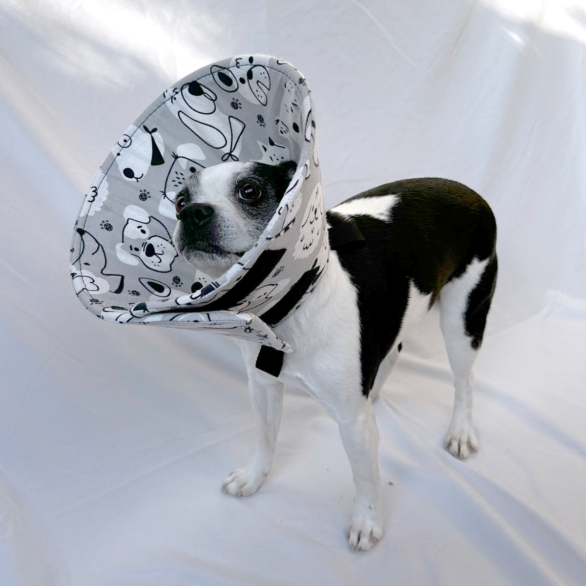 Dog in a soft foam comfy e-collar alternative for post-surgery care.