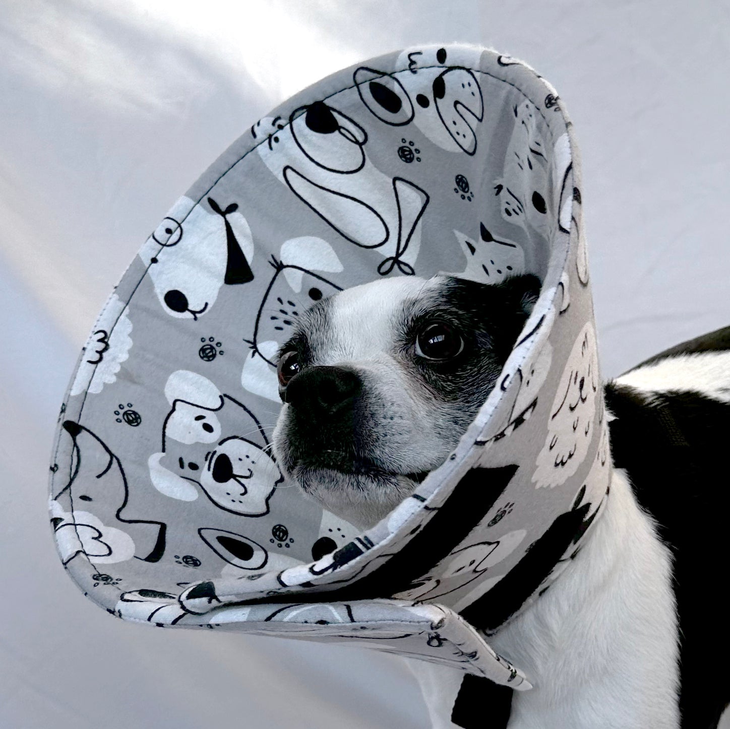 Dog in a soft foam flannel recovery cone, gray with dog print. 