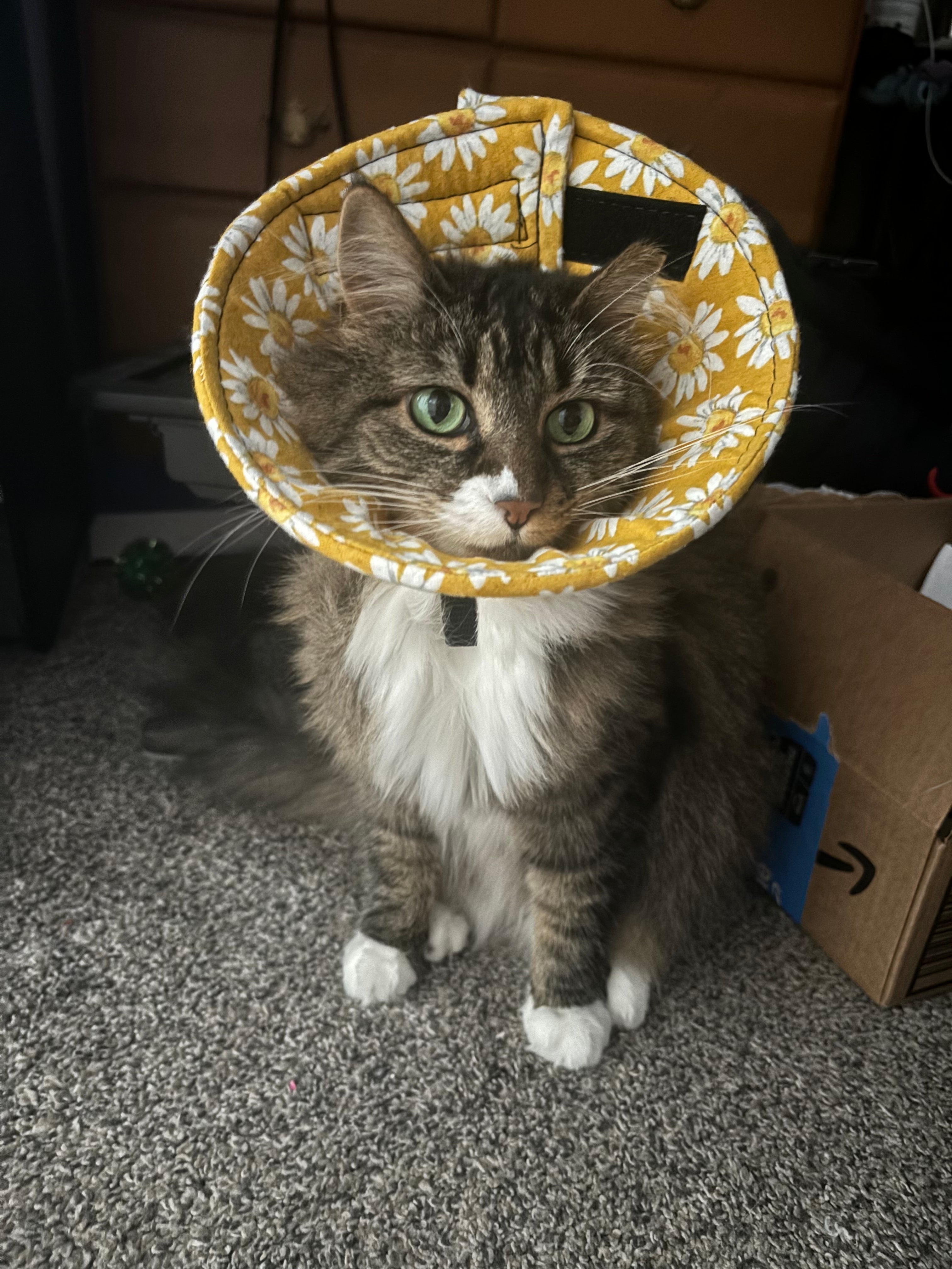 A tabby cat wears a soft cone with a yellow daisy print flannel fabric.