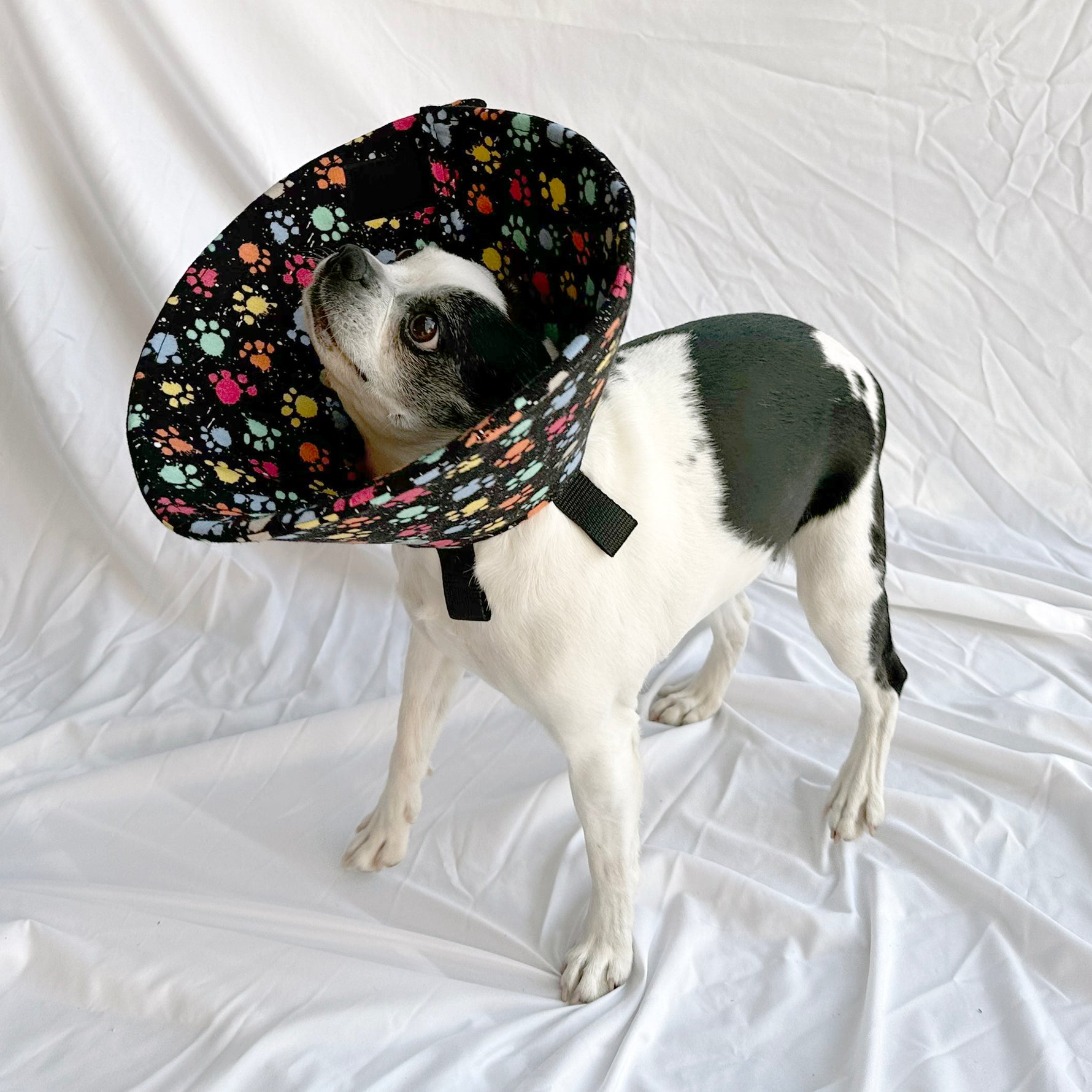 Dog in a soft foam comfy e-collar alternative for post-surgery care.