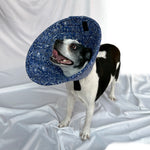 Dog in a soft foam comfy e-collar alternative for post-surgery care.