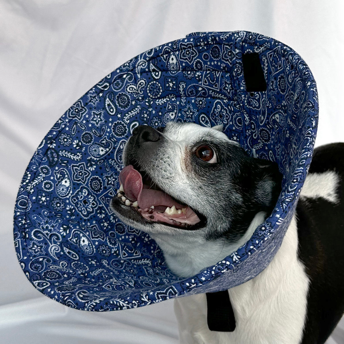 Dog in a soft foam flannel recovery cone in a blue bandana pattern.