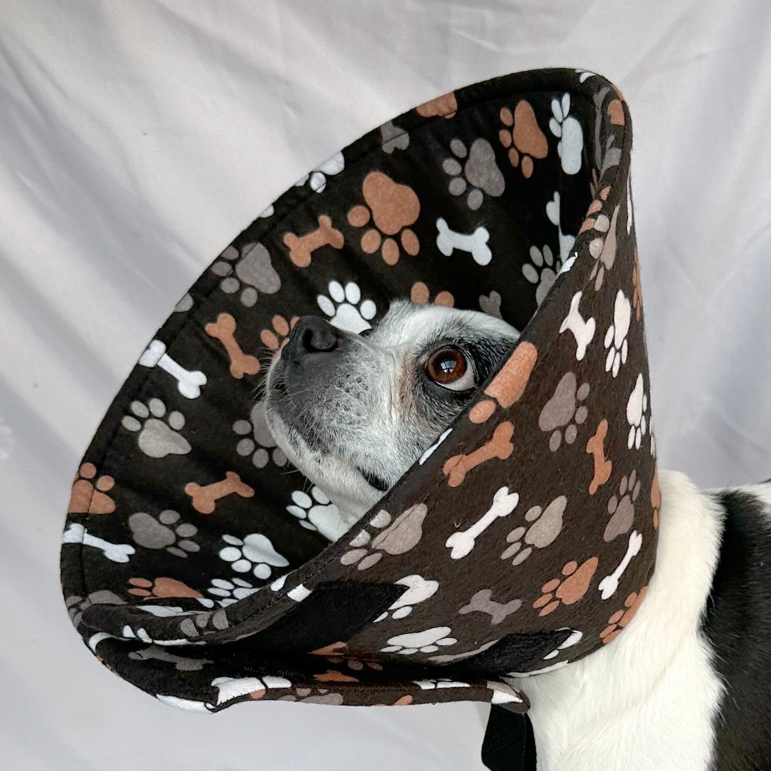 Dog in a soft foam flannel recovery cone in paw and bone pattern.