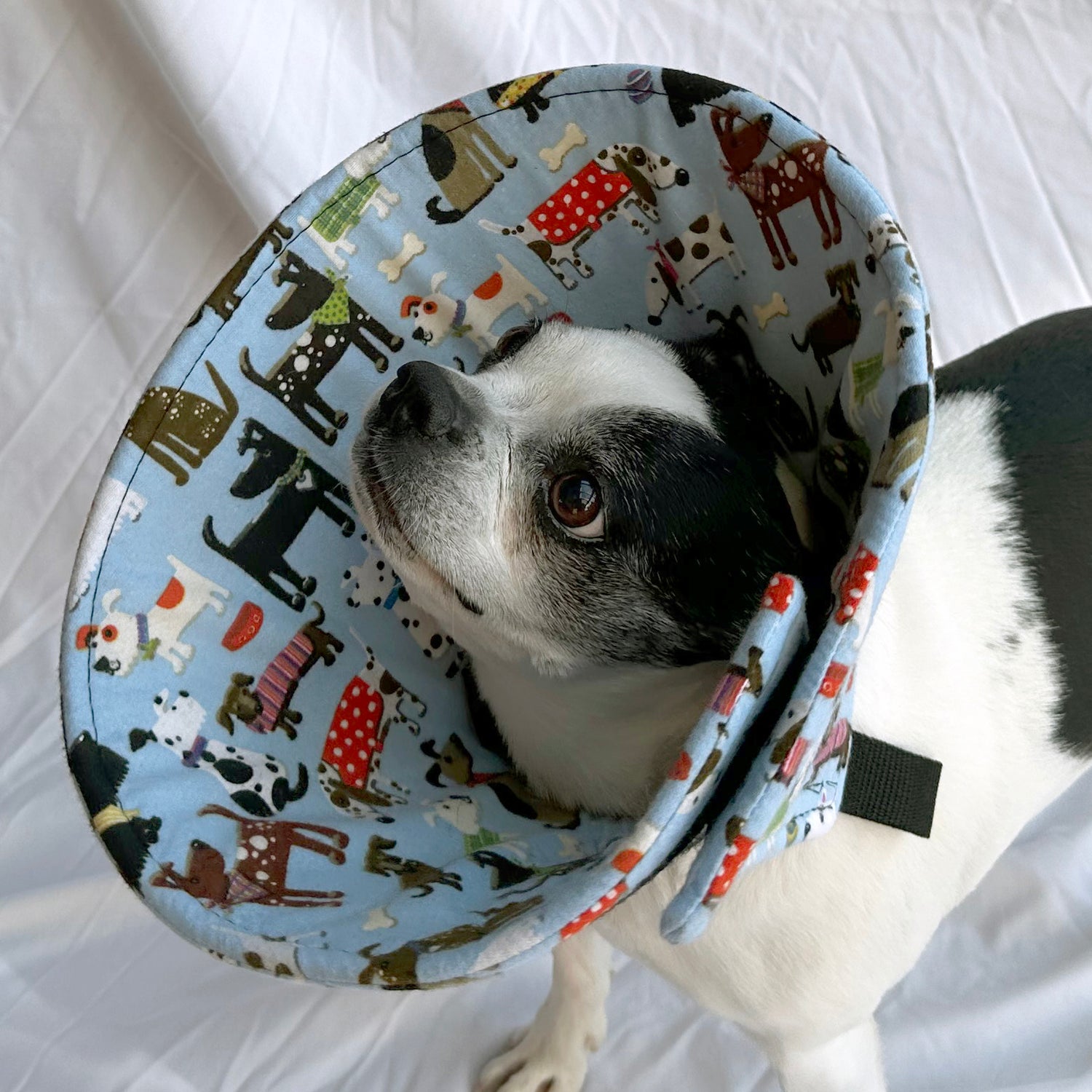 Dog in a soft foam flannel recovery cone in blue pattern.