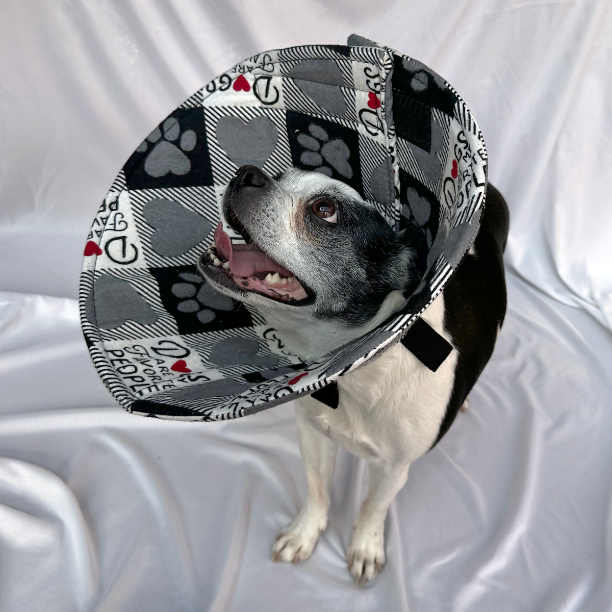 Dog in a soft foam  comfy e-collar alternative for post-surgery care.