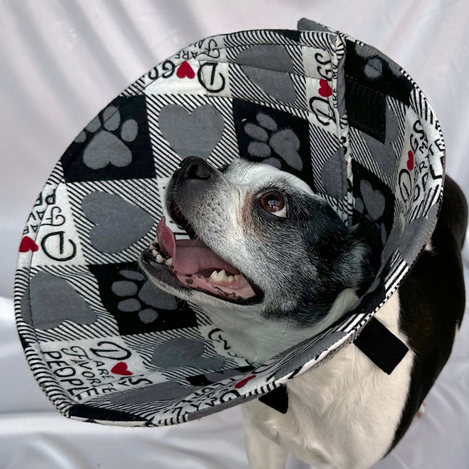 Dog in a soft foam flannel recovery cone in Dogs are my favorite People pattern. 