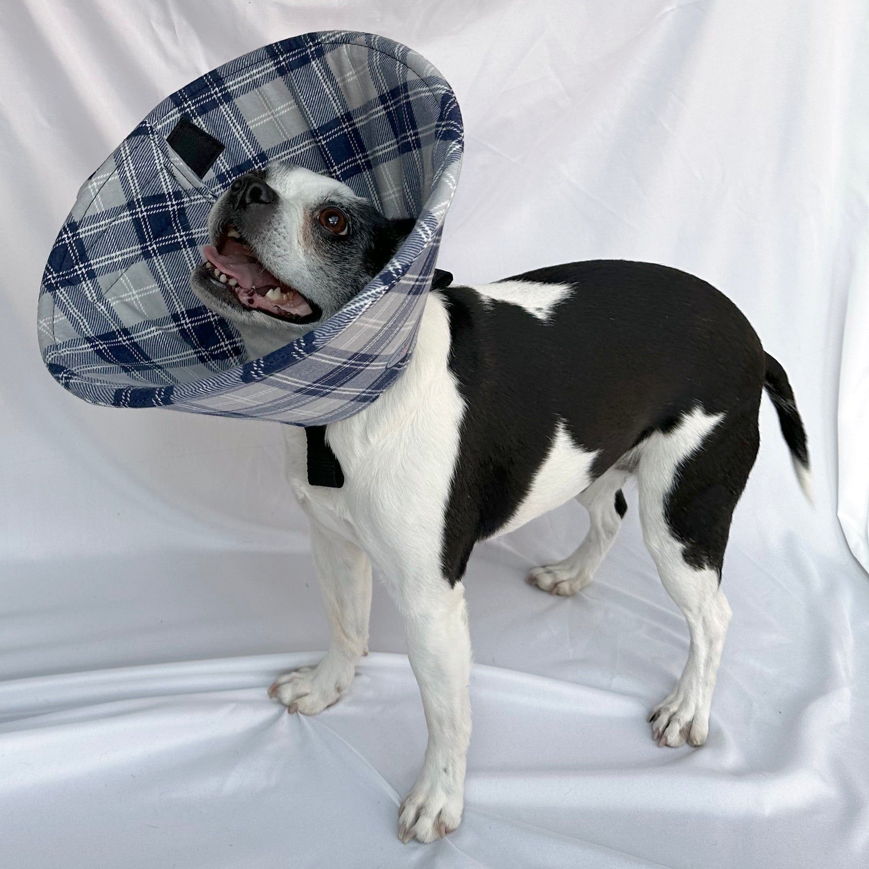 Dog in a lightweight, comfy e-collar alternative for post-surgery care.