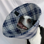 Dog in a soft foam flannel recovery cone in gray and blue plaid pattern. 