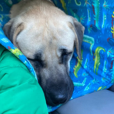 Large dog wearing an elizabethan collar