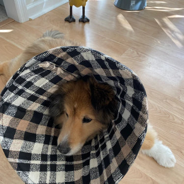 Dog wearing a soft cone