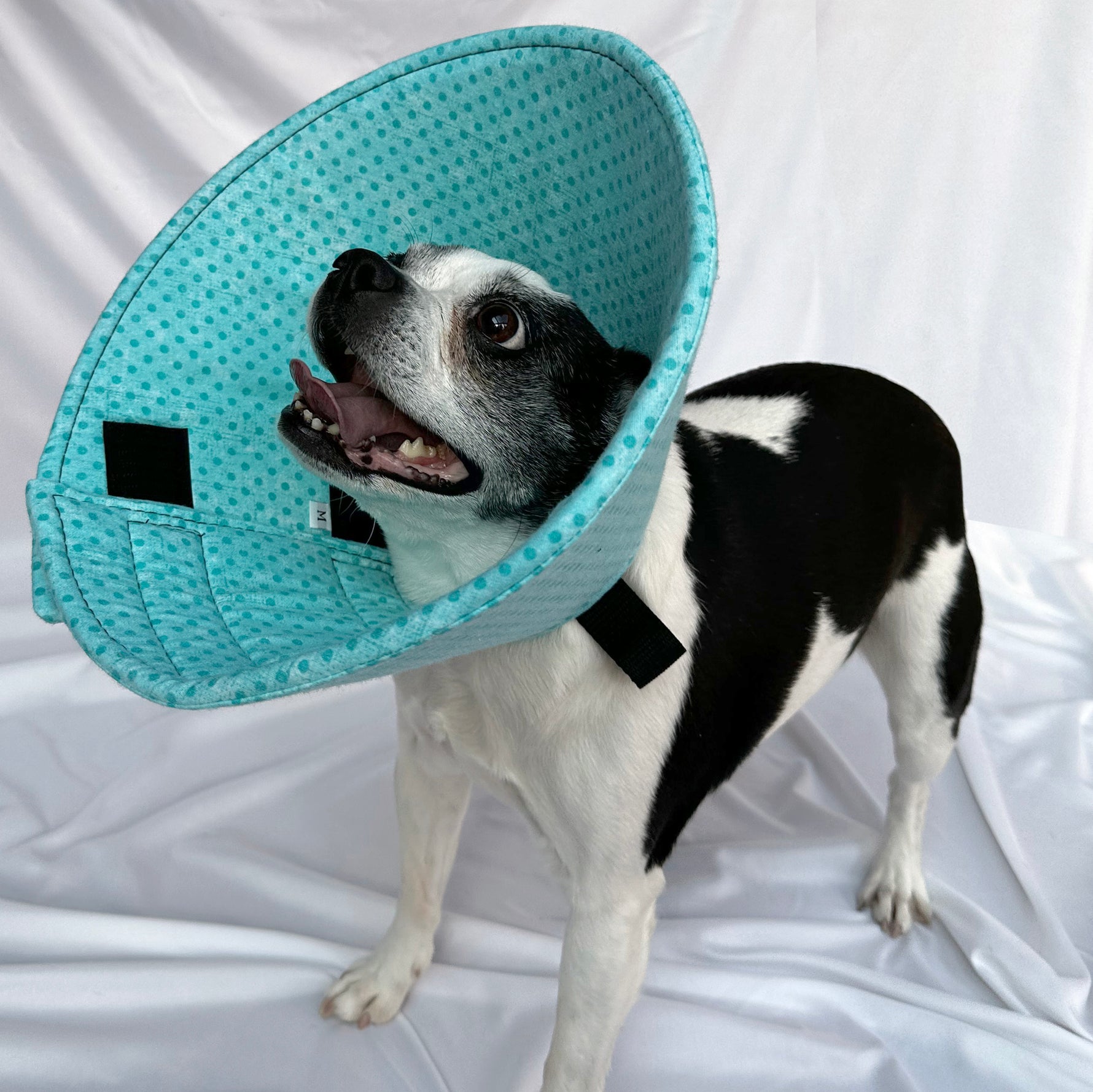 Dog in a lightweight, comfy e-collar alternative in a polka dot pattern.