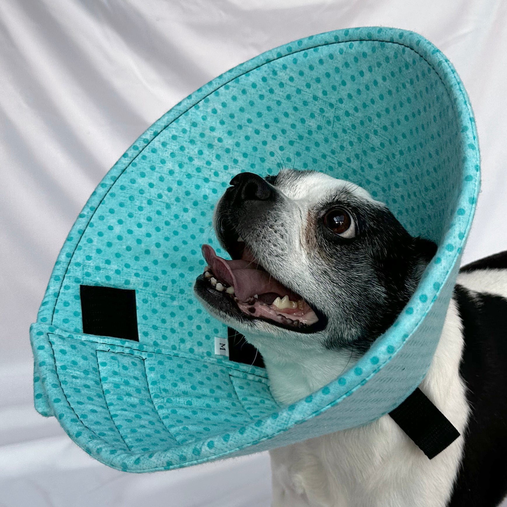 Dog in a soft foam flannel recovery cone in a polka dot pattern. 