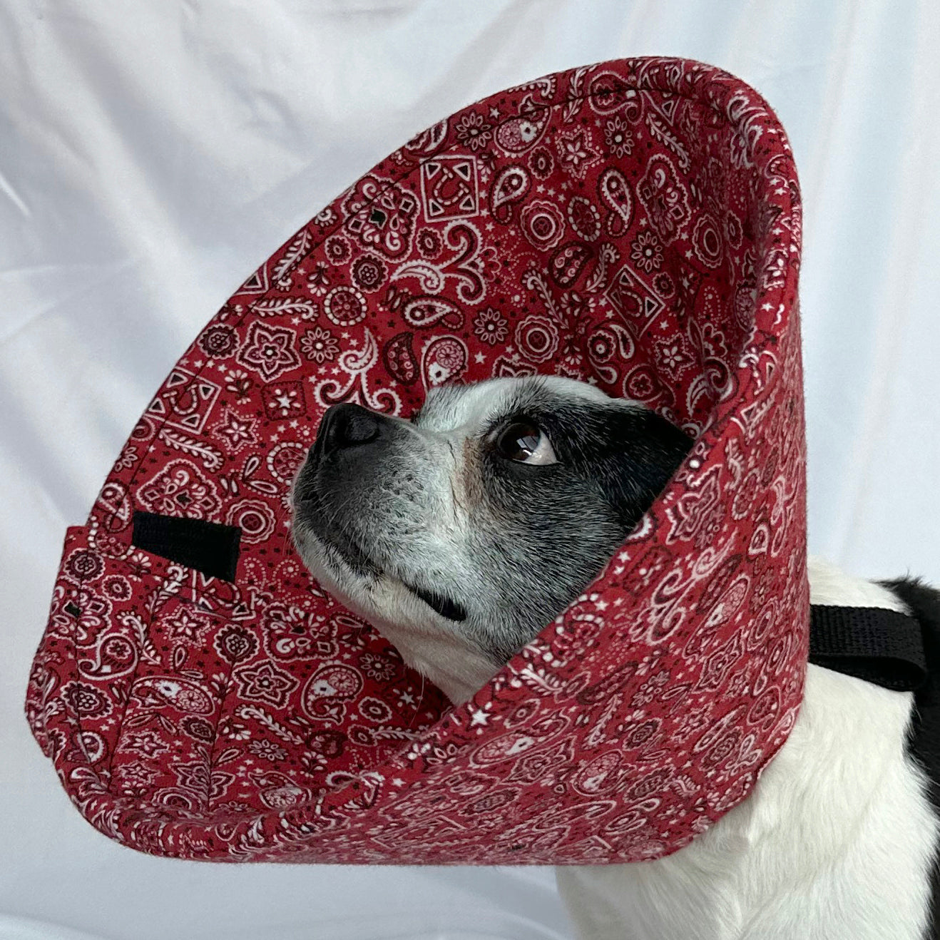 Dog in a soft foam flannel recovery cone in a red bandana pattern.