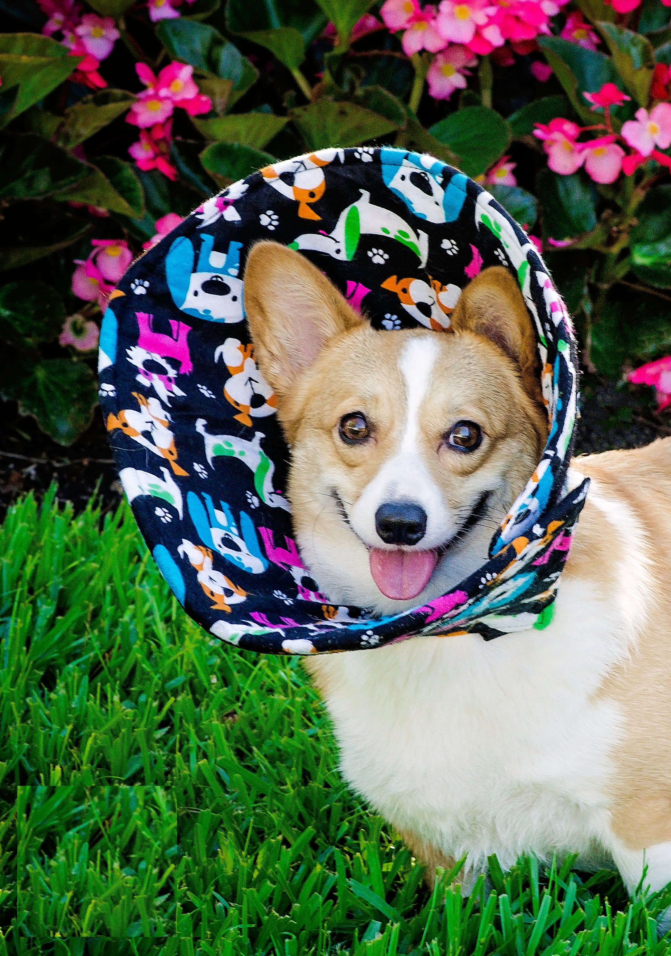 A happy corgi wears a soft cone collar outdoors with bright grass and plants.